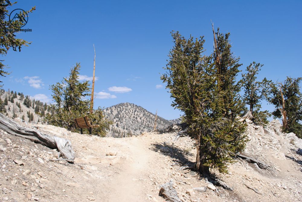 Inyo National Forest - Peaks And Penguins